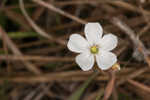 dwarf sundew